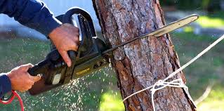 Best Tree Preservation Services  in Decherd, TN