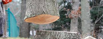Best Tree and Shrub Care  in Decherd, TN
