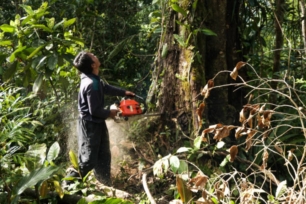 Trusted Decherd, TN Tree Removal Experts