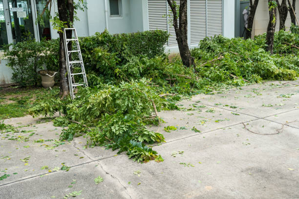 Best Emergency Tree Removal  in Decherd, TN