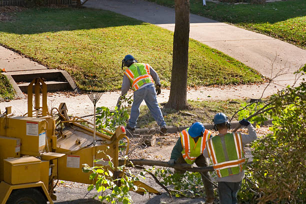 Best Lawn Watering Services  in Decherd, TN