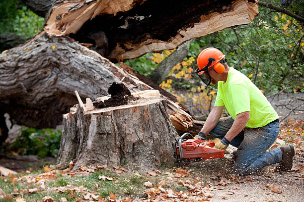 How Our Tree Care Process Works  in  Decherd, TN