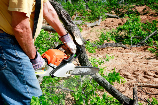Best Hedge Trimming  in Decherd, TN